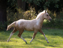 Fohlen auf der Felsberg Ranch