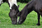 Impression der Felsberg Ranch 7