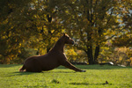 Impression der Felsberg Ranch 31