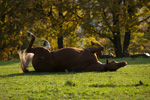 Impression der Felsberg Ranch 32