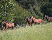 Zuchtstute auf der Felsberg Ranch